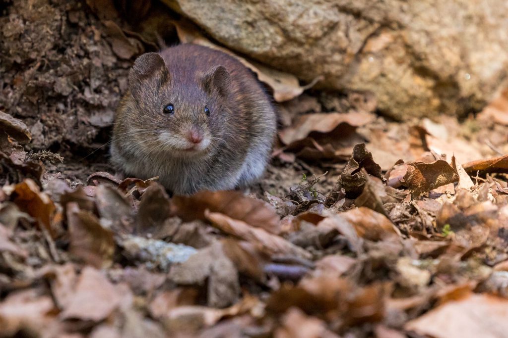 Plaga de ratas en Girona