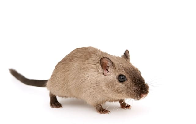 Plaga de ratas Palamós