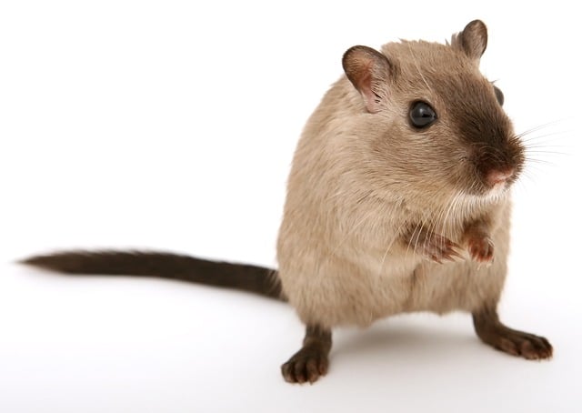 Plaga de ratas