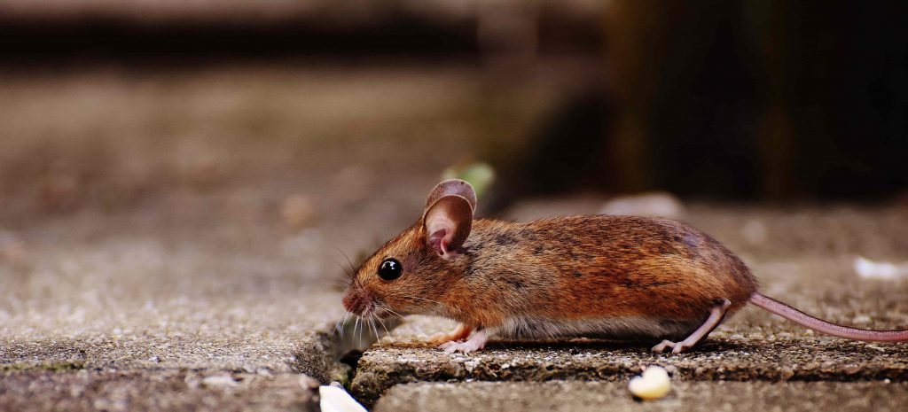 Plaga de ratas en Sant Feliu de Guíxols